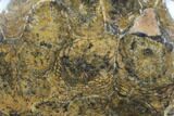 Polished Fossil Coral (Actinocyathus) - Morocco #85023-1